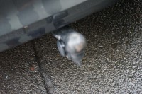 Skoda Scala 1.0 TSI Monte Carlo DSG